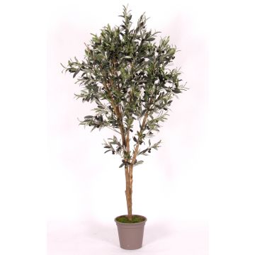 Artificial olive tree MIANA, natural stems, with fruits, 6ft/175cm - Made in Italy Artificial olive tree MIANA, natural stems, with fruits, 6ft/175cm - Made in Italy
