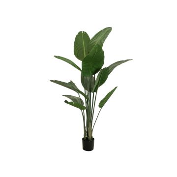 Kunstpflanze Strelitzie PANAGIOTA, grün, 170cm
