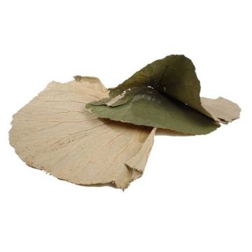 Dried lotus leaves SUYANA, 10 pieces, natural, Ø18"/45cm