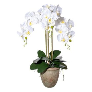 Artificial Phalaenopsis orchid FRIMTOR in terracotta pot, roots, white, 30"/75cm