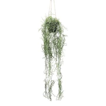 Decorative Tillandsia Usneoides hanging basket FRULD in decorative pot, green, 31"/80cm