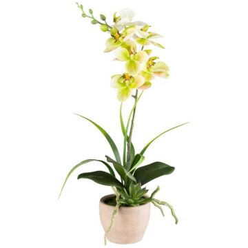 Artificial flower arrangement of orchid and aeonium FININ, grass, cement pot, roots, green-white, 18"/45cm
