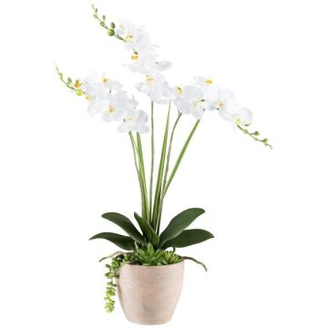 Artificial flower arrangement of orchid and succulents FININ, cement pot, roots, white, 22"/55cm