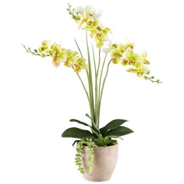 Artificial flower arrangement of orchid and succulents FININ, cement pot, roots, green-white, 22"/55cm