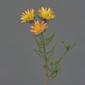 Artificial Cape strawflower BEYA, yellow-light orange, 60cm, Ø6cm