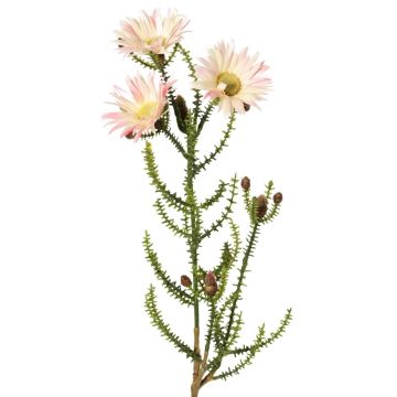 BEYA artificial Cape strawflower, cream-pink, 60cm, Ø6cm