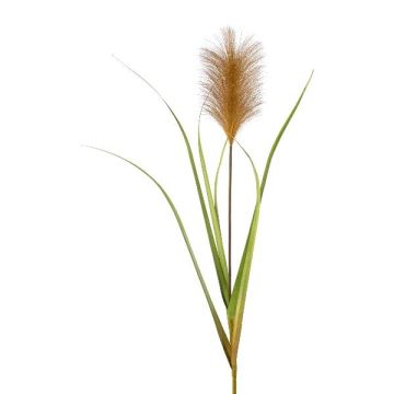 Decorative pampas grass panicle JIRZA, spike, brown, 3ft/105cm Decorative pampas grass panicle JIRZA, spike, brown, 3ft/105cm