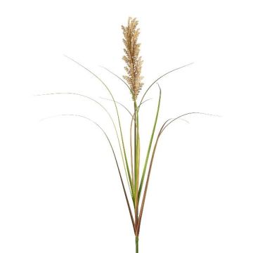 Decorative grass Millet CUVRO on spike, green, 3ft/105cm