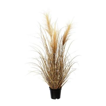 Decorative grass Pampas grass SIRFO with panicles, brown, 30"/75cm