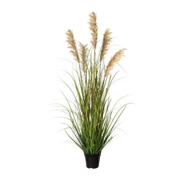 Decorative grass Millet SIRFU, brown-beige, 4ft/120cm