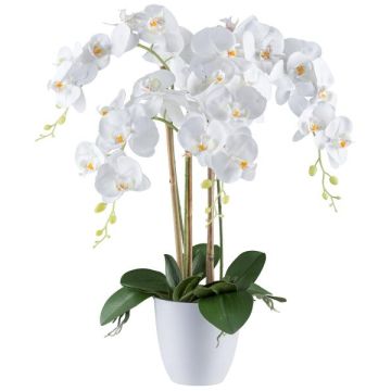 Decorative flower Phalaenopsis orchid BLENTOR in melamine planter, roots, white, 24"/60cm