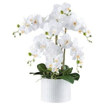 Decorative flower Phalaenopsis orchid TOUNI, ceramic pot, roots, white, 24"/60cm