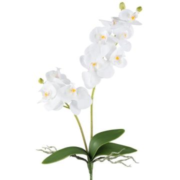 Decorative flower Phalaenopsis orchid KRUZBER, spike, roots, white, 22"/55cm