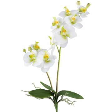 Decorative flower Phalaenopsis orchid KRUZBER, spike, roots, white-green, 22"/55cm