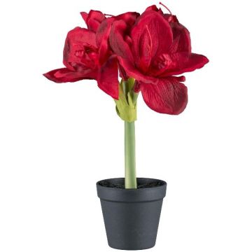 Decorative flower Amaryllis PRIFT in decorative pot, dark red, 12"/30cm