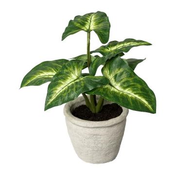 Decorative Syngonium plant KLORHE, in a cement pot, green, 8"/20cm