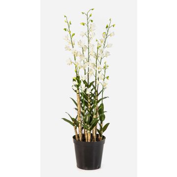 Artificial Dendrobium orchid 'LOFINA' in decorative pot, white, 4ft/130cm Artificial Dendrobium orchid 'LOFINA' in decorative pot, white, 4ft/130cm