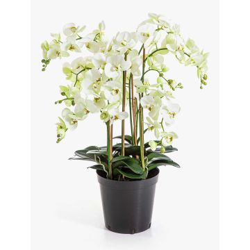 Artificial Phalaenopsis orchid ‘FINEA’ in a decorative pot, cream, 85cm