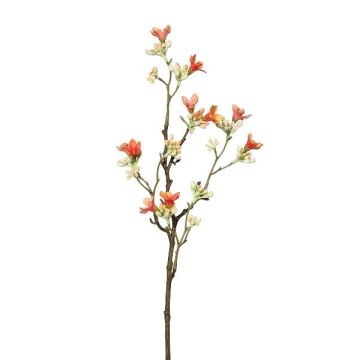 Decorative branch Seven Son flower of Zhejiang GRIMKO, salmon-white, 20"/50cm Decorative branch Seven Son flower of Zhejiang GRIMKO, salmon-white, 20"/50cm