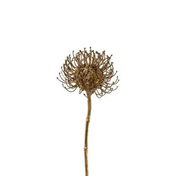 Decorative flower Pincushion protea SONDYL, gold, 20"/50cm Decorative flower Pincushion protea SONDYL, gold, 20"/50cm