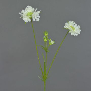 Artificial scabiosa ANDIA, white, 31"/80cm, Ø3.1"-4"/8-10cm