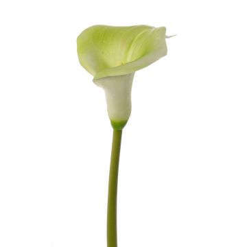 Artificial calla MIRAC, green-white, 30"/75cm, 4.7"x5.9"/12x15cm Artificial calla MIRAC, green-white, 30"/75cm, 4.7"x5.9"/12x15cm