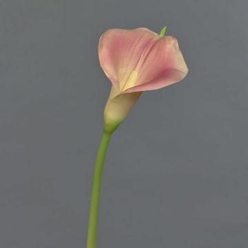 Artificial calla MIRAC, light pink-yellow, 30"/75cm, 5.1"x6"/13x15cm Artificial calla MIRAC, light pink-yellow, 30"/75cm, 5.1"x6"/13x15cm