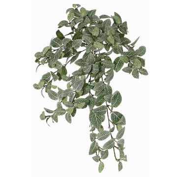 Artificial fittonia NALEDI, spike, crossdoor, flame retardant, green-white, 20"/50cm Artificial fittonia NALEDI, spike, crossdoor, flame retardant, green-white, 20"/50cm