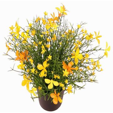 Decorative Impatiens GISINDA in decorative pot, yellow-orange, 10"/25cm Decorative Impatiens GISINDA in decorative pot, yellow-orange, 10"/25cm