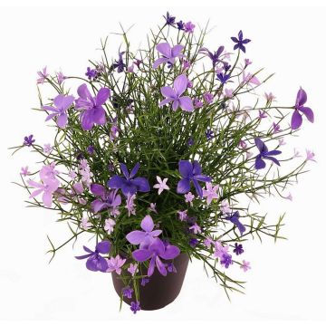 Impatiens decorative flower GISINDA in decorative pot, purple-lilac, 10"/25cm Impatiens decorative flower GISINDA in decorative pot, purple-lilac, 10"/25cm