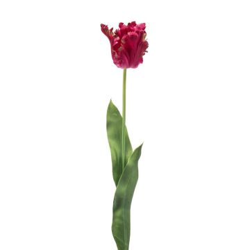 Decorative Parrot tulip LUNIA, hot pink, 70cm