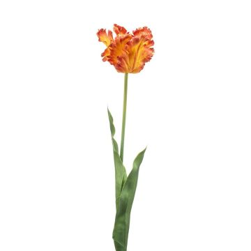 Decorative Parrot tulip LUNIA, orange-yellow, 70cm