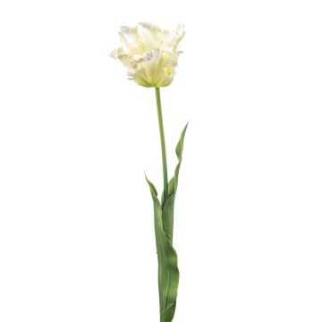 Decorative Parrot tulip LUNIA, white-green, 70cm
