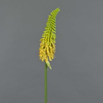 Artificial torch lily MUNDAKA, yellow, 33"/85cm