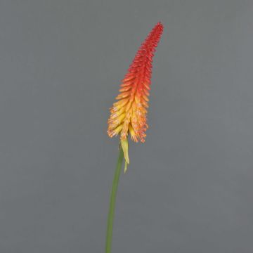 Artificial torch lily MUNDAKA, red-orange, 33"/85cm