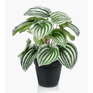 Artificial baby rubberplant KEPANO, green-white, 10"/25cm