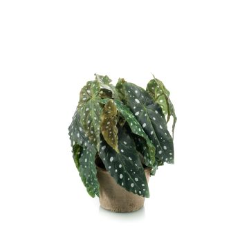 Artificial trout begonia JOELLE, terracotta pot, bushy, green-white, 12"/30cm Artificial trout begonia JOELLE, terracotta pot, bushy, green-white, 12"/30cm