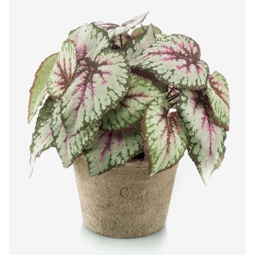 Artificial painted-leaf begonia MEIRA in terracotta pot, bushy, green-light pink, 10"/25cm