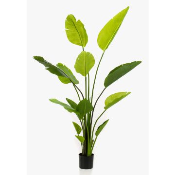 Artificial Strelitzia BEDAR, green, 5ft/150cm