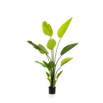 Artificial Strelitzia BEDAR, green, 5ft/150cm