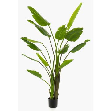 Artificial Strelitzia BEDAR, green, 6ft/180cm