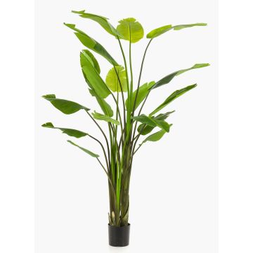 Artificial Strelitzia BEDAR, green, 8ft/235cm