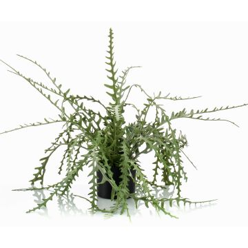 Plastic Fishbone cactus BERJA, green, 20"/50cm