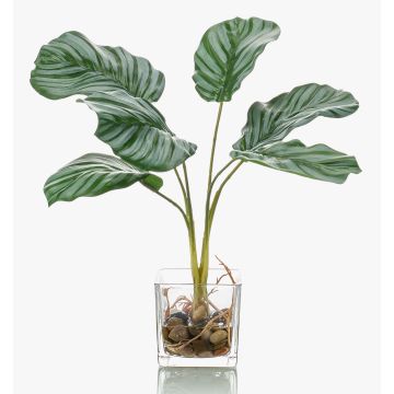 Artificial Calathea Orbifolia AGINA in glass pot, green-white, 14"/35 cm