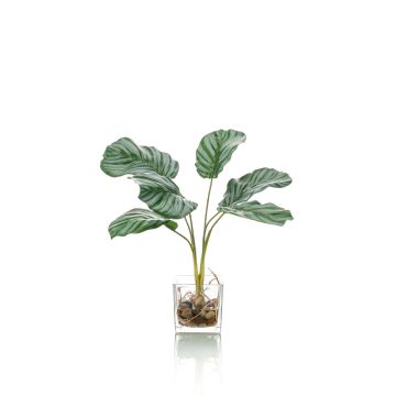 Artificial Calathea Orbifolia AGINA in glass pot, green-white, 14"/35 cm