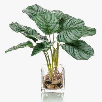 Artificial Calathea Orbifolia AGINA in glass pot, green-white, 16"/40 cm