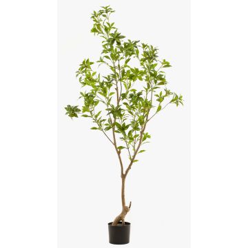 Artificial tea plant GUSHON, artificial trunk, green, 6ft/185cm