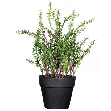 Decorative thyme DURNAS in a decorative pot, green, 9"/24cm Decorative thyme DURNAS in a decorative pot, green, 9"/24cm