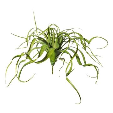 Artificial succulent Tillandsia streptophylla KRIFT, spike, green, 28"/70cm