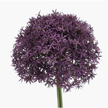 Artificial Allium PRAXEN, dark purple, 90cm